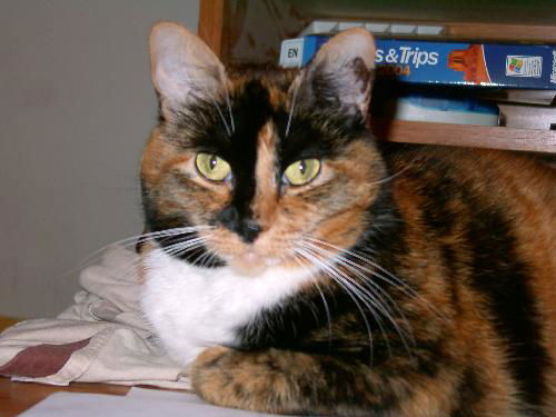 Tippy ( Calico)