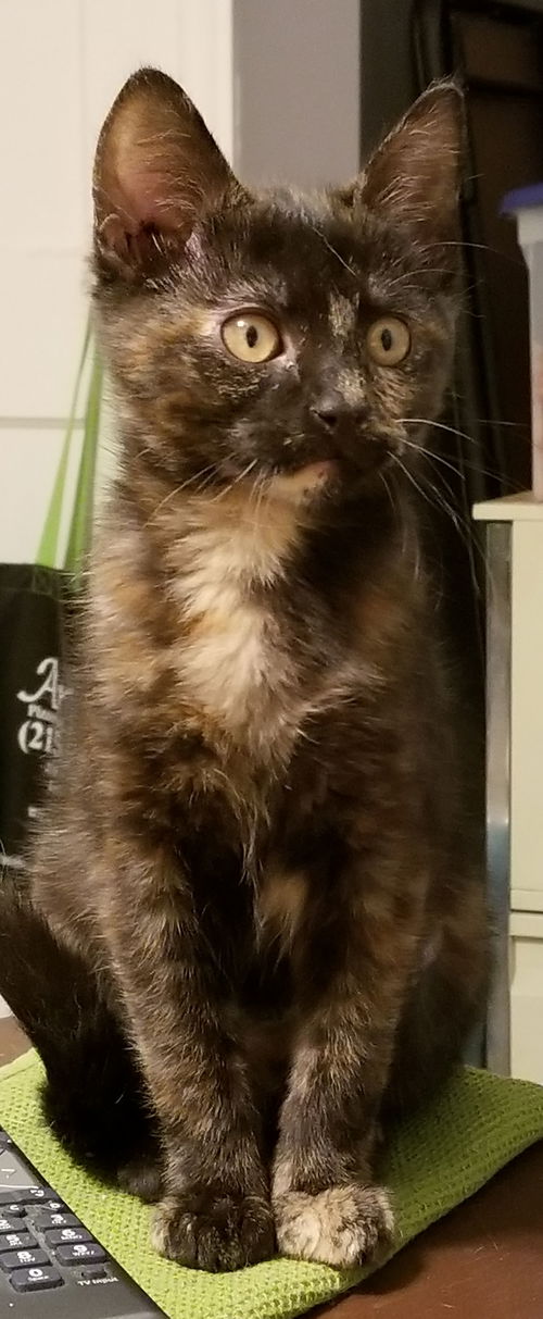 Libby