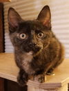 Libby