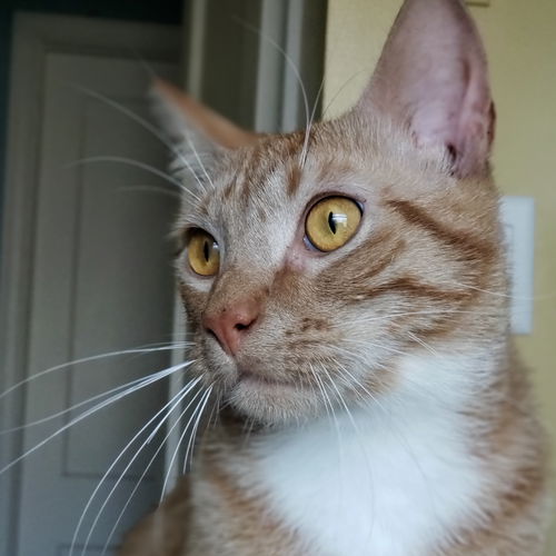 Levi