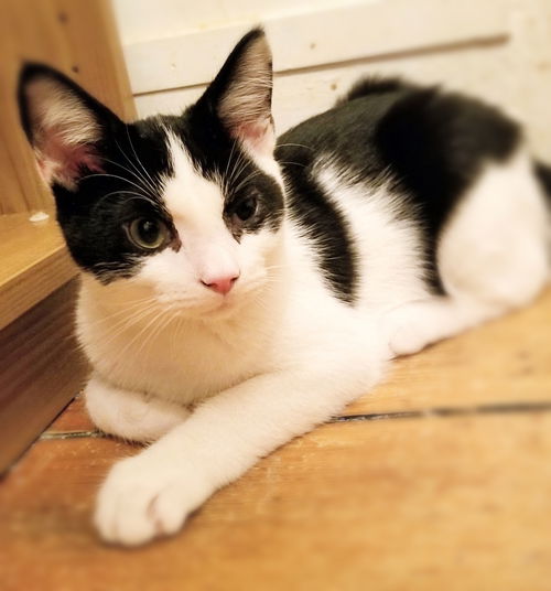 Milo
