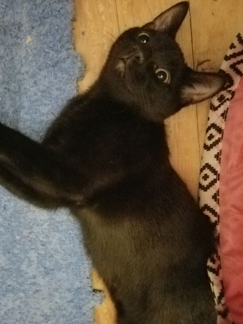 Nico