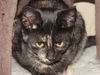 Morgana