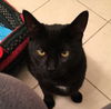 Leo *black*