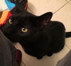 Leo *black*