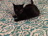 Leo *black*
