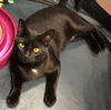 Leo *black*