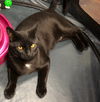Leo *black*