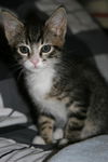 Mittens *video*