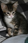 Mittens *video*