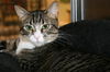 Mittens *video*