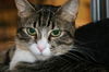Mittens *video*