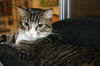 Mittens *video*