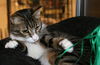 Mittens *video*