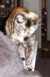 Lucille *Video*