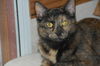 Lucille *Video*