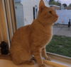 Simon