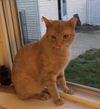 Simon