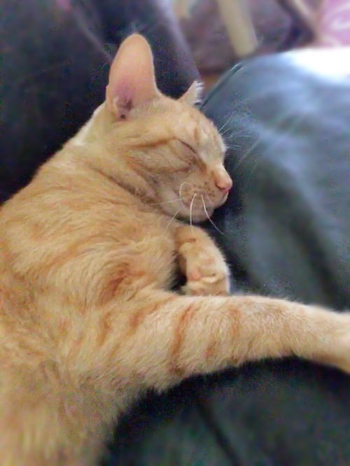 Simon