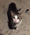 Frankie