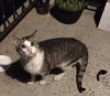 Frankie