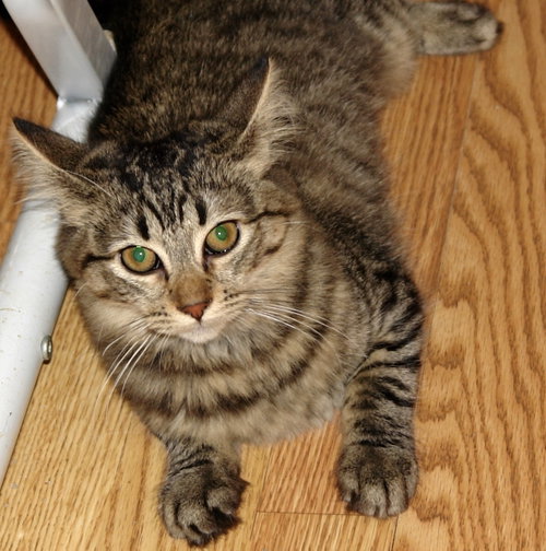 Photo 6 of Athena