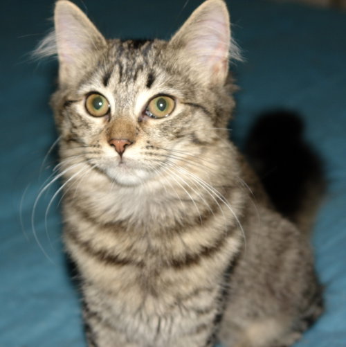 Athena photo 9