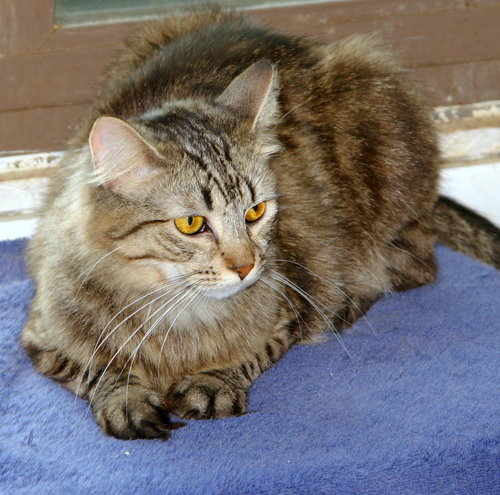 Photo 3 of Athena