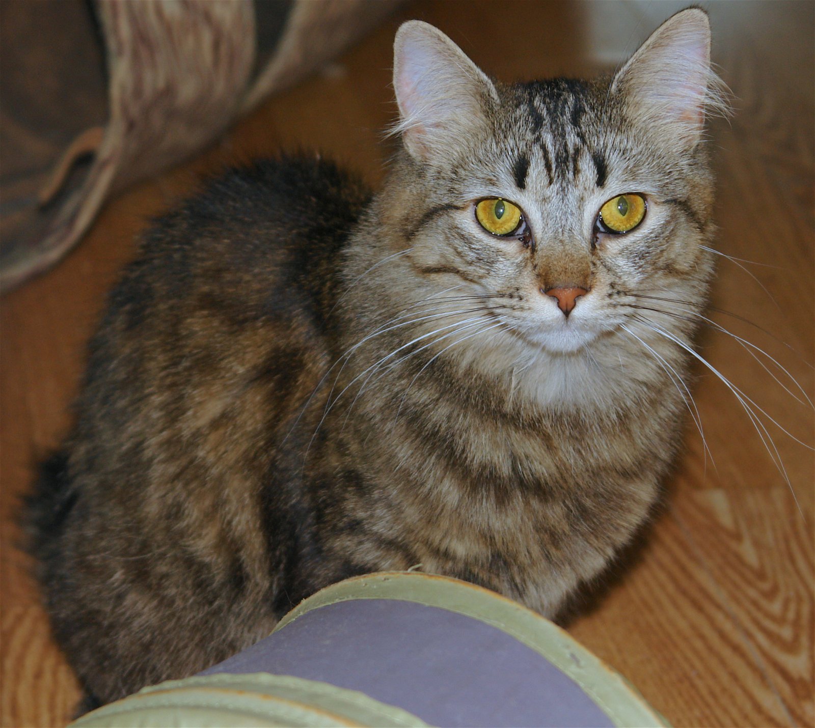 adoptable Cat in Philadelphia, PA named Athena