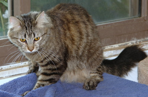 ATHENA - Domestic Medium Hair / Domestic Short Hair available for adoption