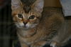 Lola