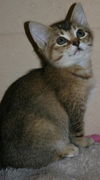 Lola