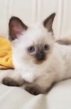 Livia