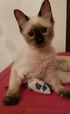 Livia