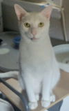 Prince (white)