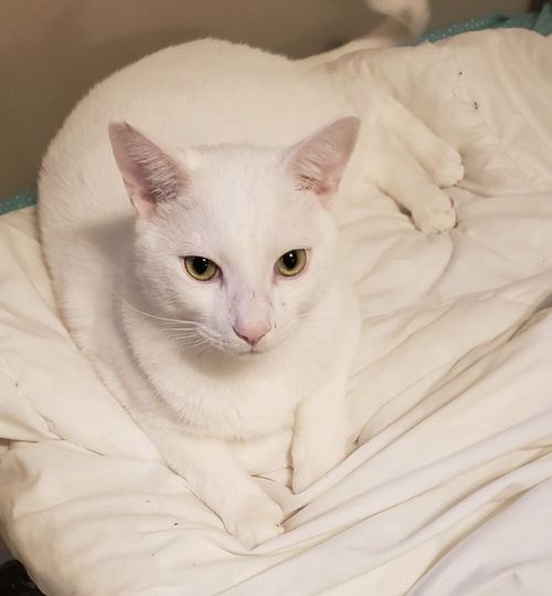 Prince (white)