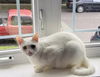 Prince (white)