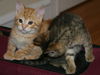 Dewey