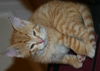Dewey