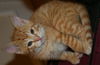 Dewey