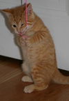 Dewey