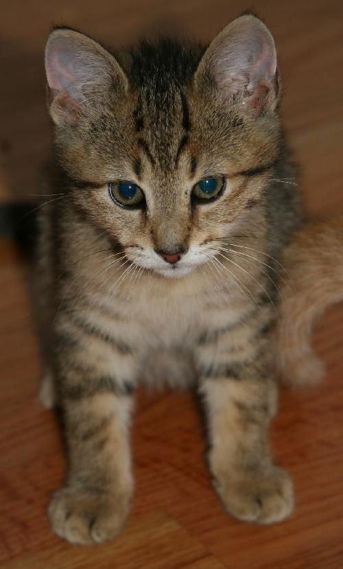 Darcy