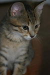 Darcy