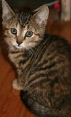 Darby