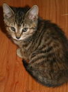Darby