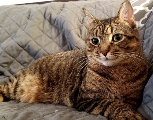 Gertrude