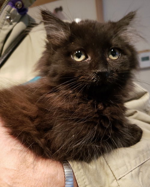 Fonzie