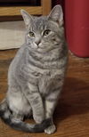 Astrid