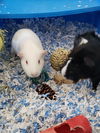 Poe and Piggles