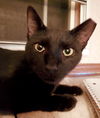 Francine
